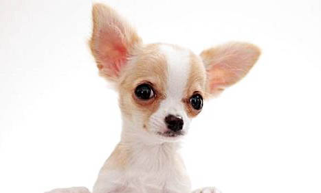 适合家养的小型犬种有哪些