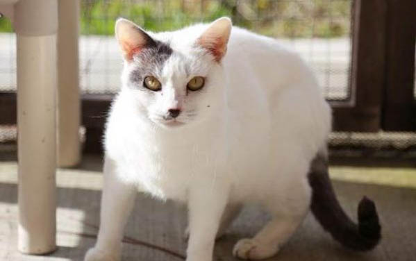 小猫不能吃的水果