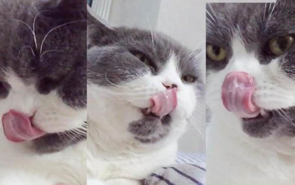 猫咪像打嗝一样一抽一抽的