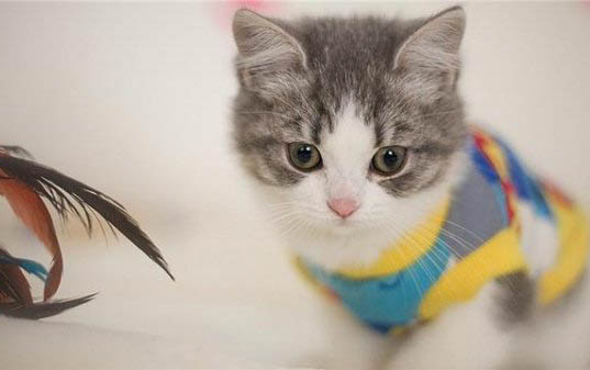 猫得螨虫的原因