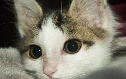 如何鉴别猫咪的年龄多大