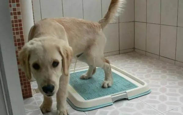 为什么狗狗大便前要转圈