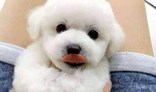 狗狗拉肚子吃什么食物比较好