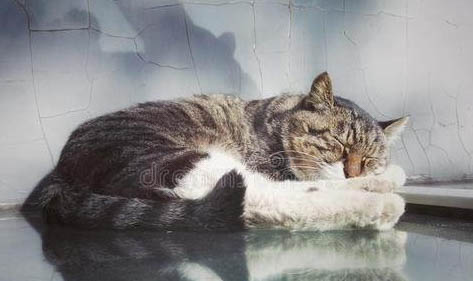 猫咪能吃火腿肠么