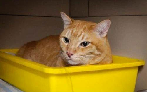 怎样分辨猫咪公母