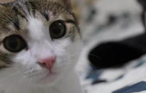 猫咪体外驱虫药滴多了怎么办