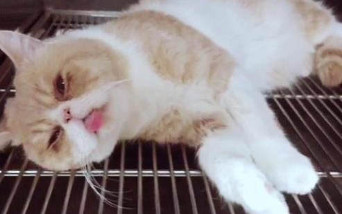 猫咪多大开始发腮