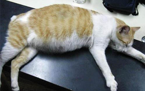 没有发病的猫会传染狂犬病吗