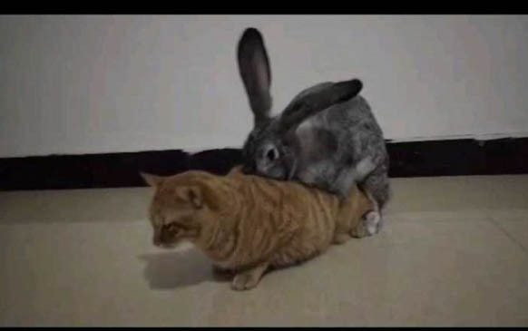 猫咪软便吃什么药好?