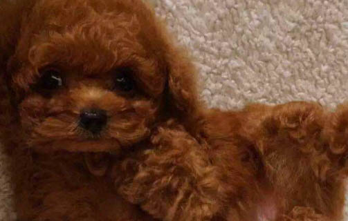 母泰迪狗茶杯犬的寿命有多长