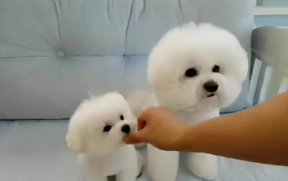 东德幼犬挑选口诀有哪些