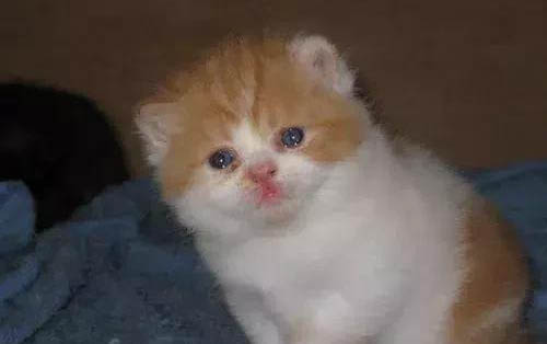 两个月的小猫应该吃什么