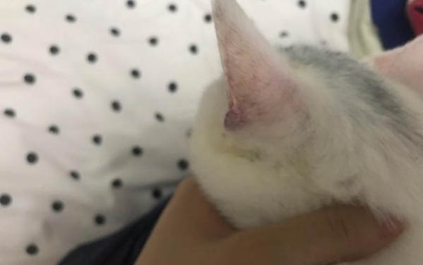猫为什么喜欢被挠下巴