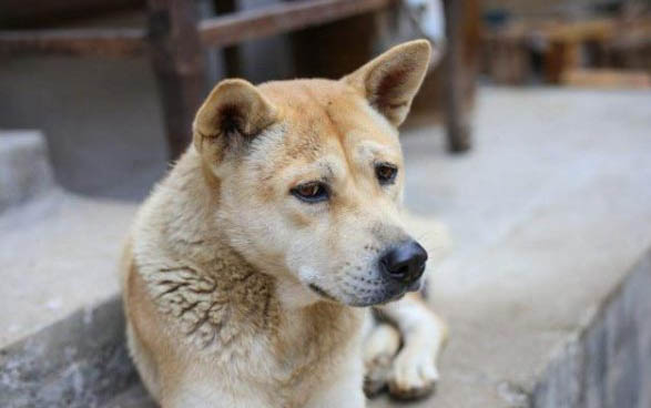 狗狗产后风有哪些症状