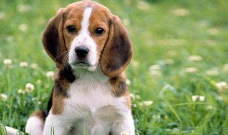 狗狗需要多久打一次狂犬疫苗