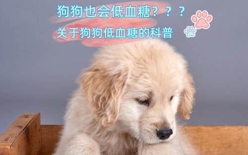 狗狗应激反应怎么缓解