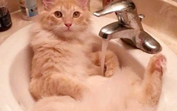 猫打喷嚏流鼻涕吃什么药效果好