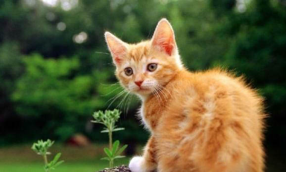 猫得猫瘟会吐吗
