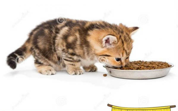 小猫咳嗽一抽一抽的?