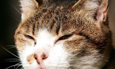 猫咪可以滴妥布霉素滴眼液吗