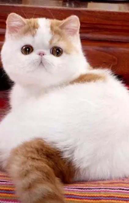猫咪适合吃什么食物