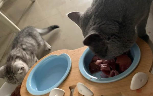 猫咪在猫包里一直叫怎么办