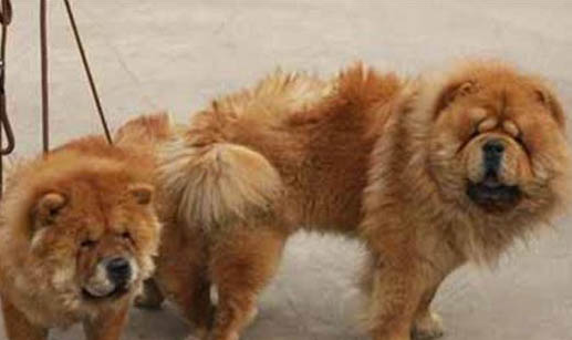 狗狗冠状病毒能吃狗粮吗