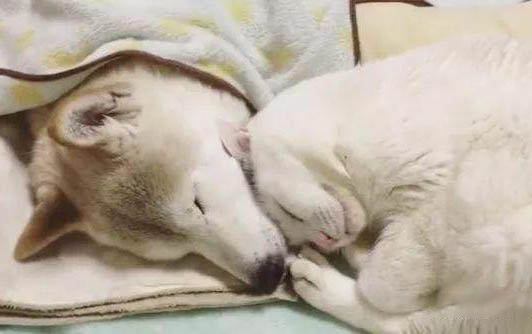 猫咪拉黄水大便但是很活泼怎么回事啊