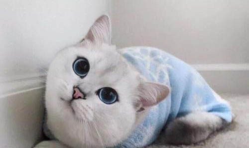 猫咪如何调理肠胃