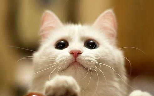 猫咪为什么喜欢舔毛