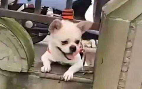 狗进行繁殖时为什么拉不开?