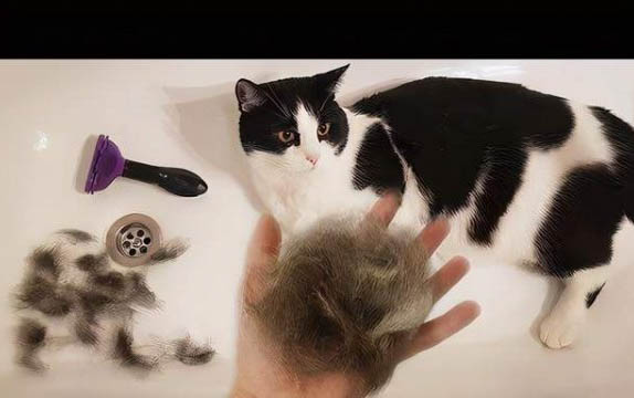 猫咪绝育多长时间可以恢复