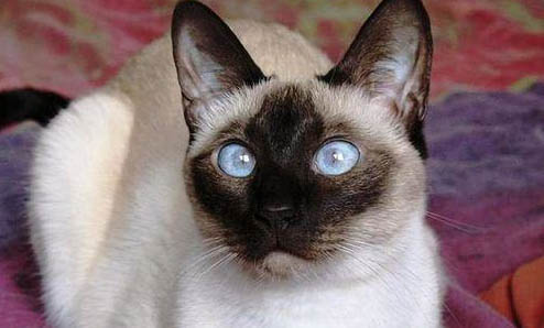 猫咪得了口炎怎么治?