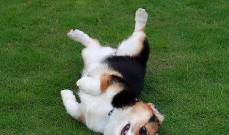 如何看柯基犬的品相