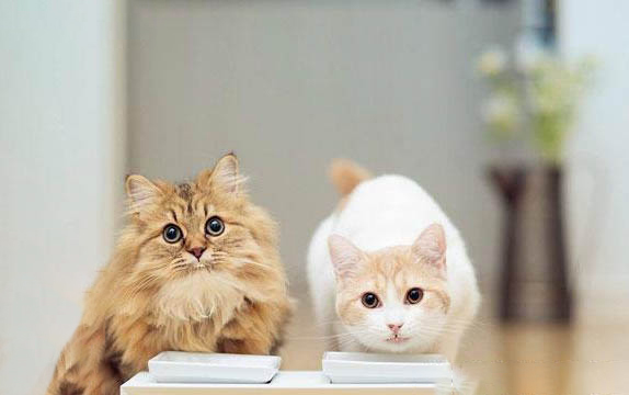 猫咪生产需要几个小时?