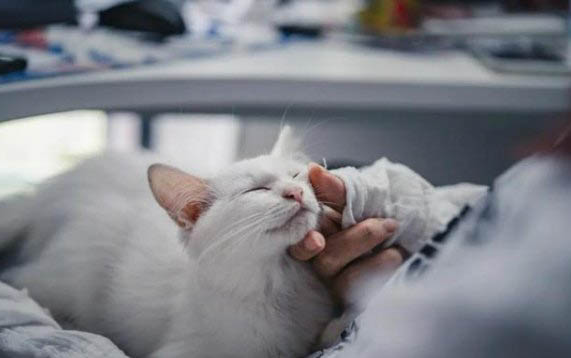 猫咪四肢僵硬眼睛睁着的原因