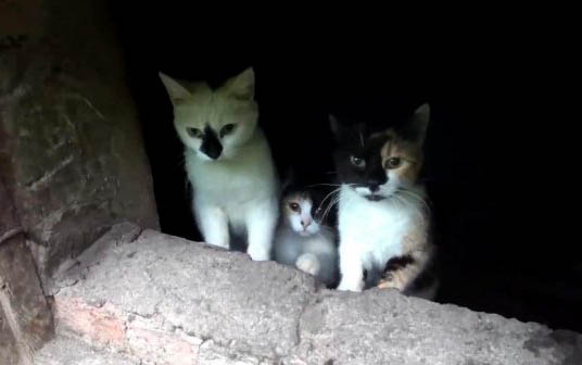一窝小猫怎么选择最好!