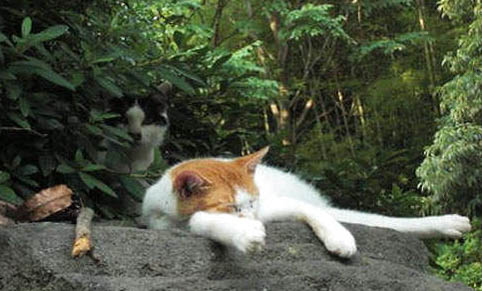 猫咪传染性神经炎