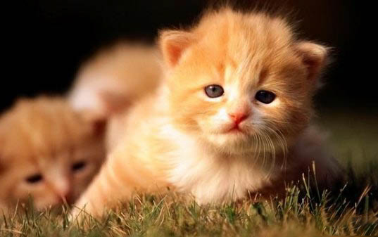 小猫能洗澡吗,小猫多大可以洗澡