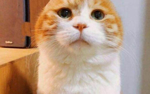 小猫咪肚子大怎么回事