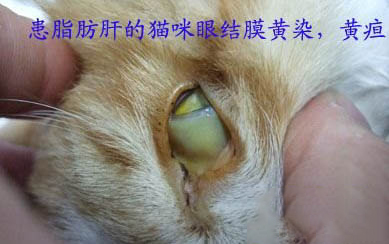 三个月小猫多重正常?