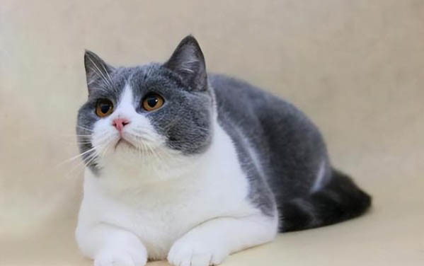 猫咪频繁进厕所不拉不尿是什么原因