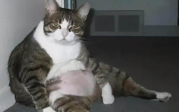 小猫崽丢了怎么找啊