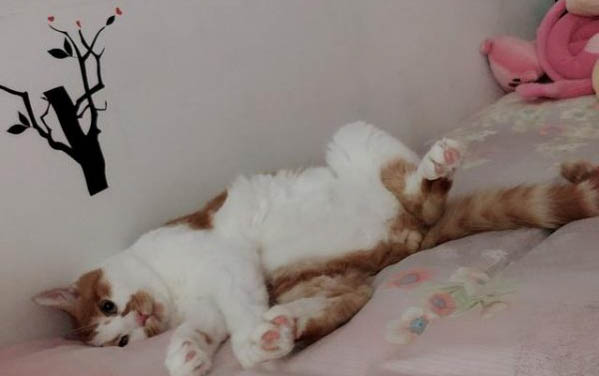 猫咪打架受伤的伤口怎么处理