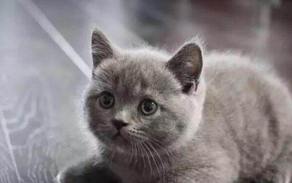 猫咪下巴肿了怎么办?