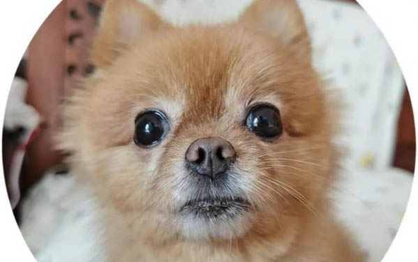 疯狂的小狗狗粮生产厂家