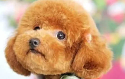 泰迪犬和比熊犬哪个好养