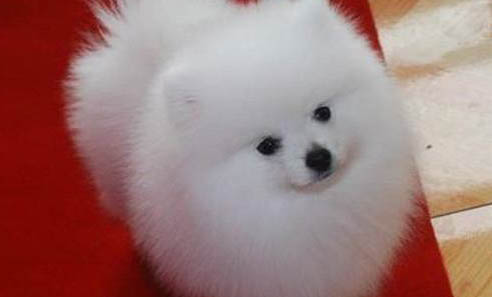 博美犬哪里有卖
