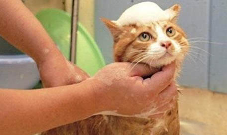 绣球花对猫有害吗