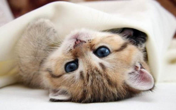 猫咪走丢有什么方法可以找回